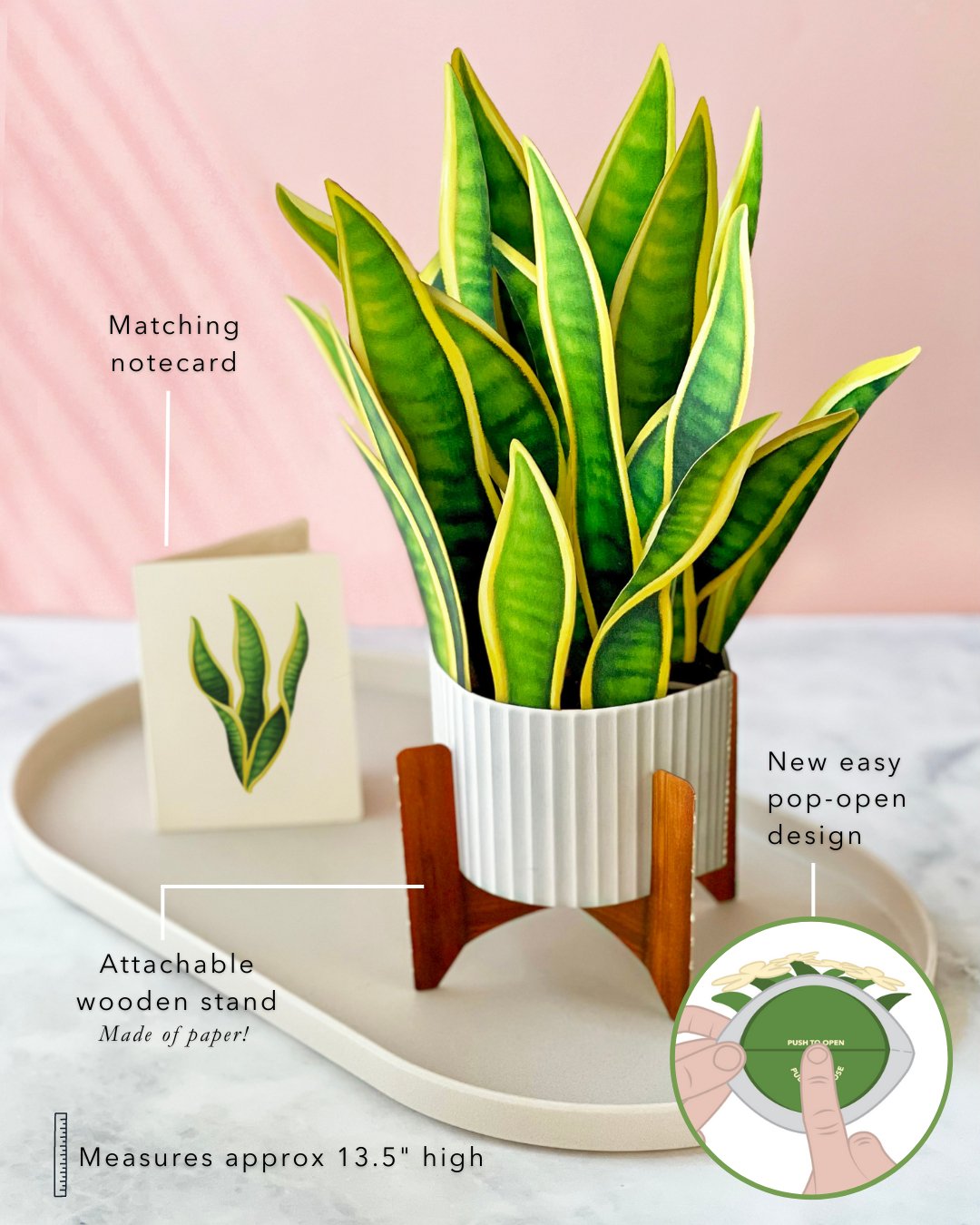 Snake Plant - FreshCut Paper