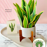 Snake Plant - FreshCut Paper