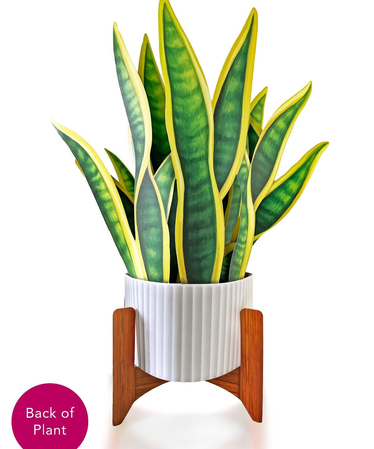 Snake Plant - FreshCut Paper