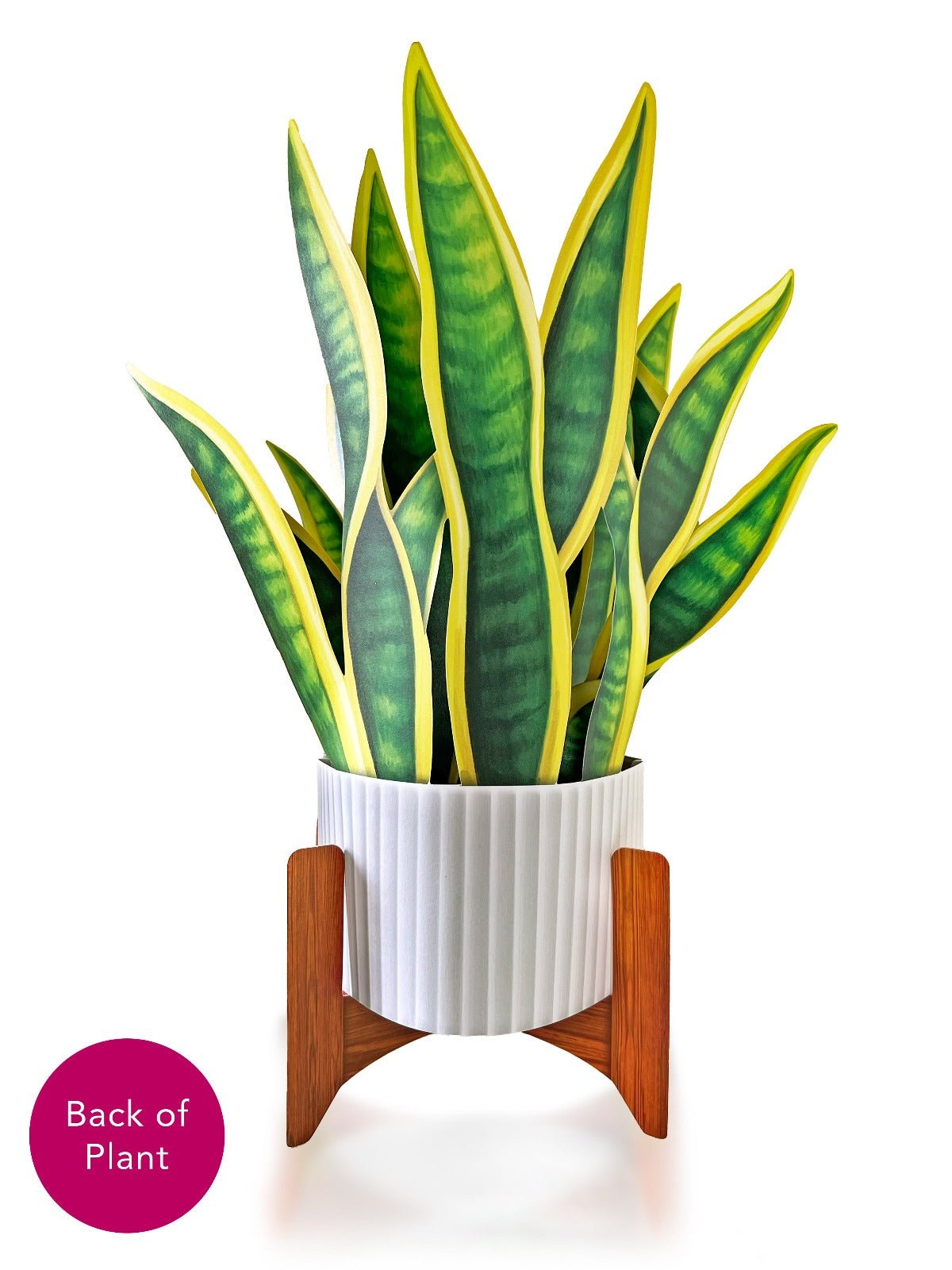 Snake Plant - FreshCut Paper