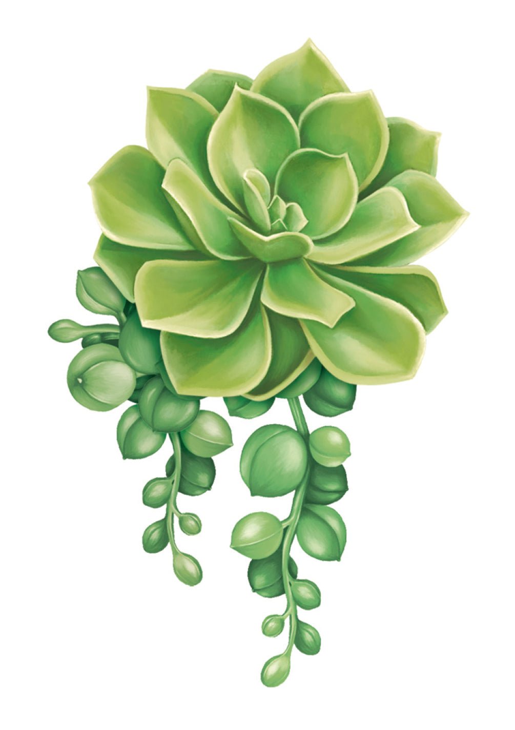 Succulent Card - FreshCut Paper