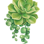 Succulent Card - FreshCut Paper